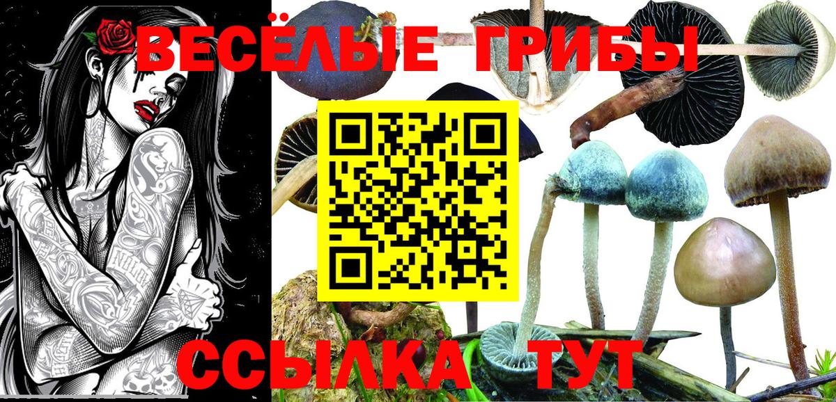 Балашов  Псилоцибиновые грибы мицелий  Псилоцибиновые грибы Cubensis  Вход с VPN 